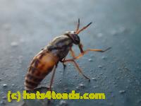 /home//u458753944/public_html/sourcegallery////////////////Insects and small critters/flies (Diptera)/P7251255.JPG